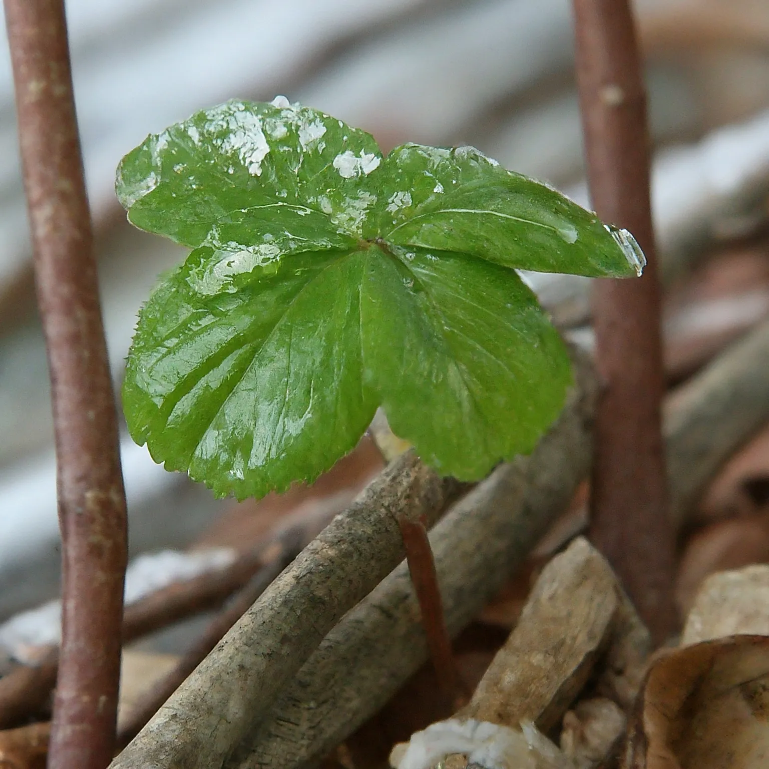 Jak pěstovat brambory v zimě