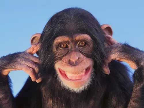 Světový den šimpanzů v Zoo Praha 2026