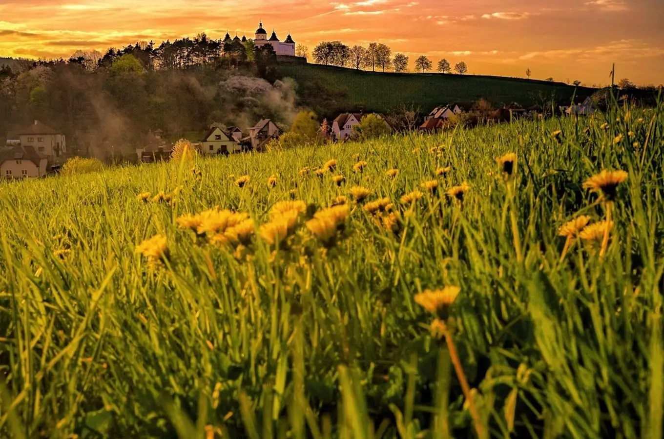 Botanické vycházky v Sušici