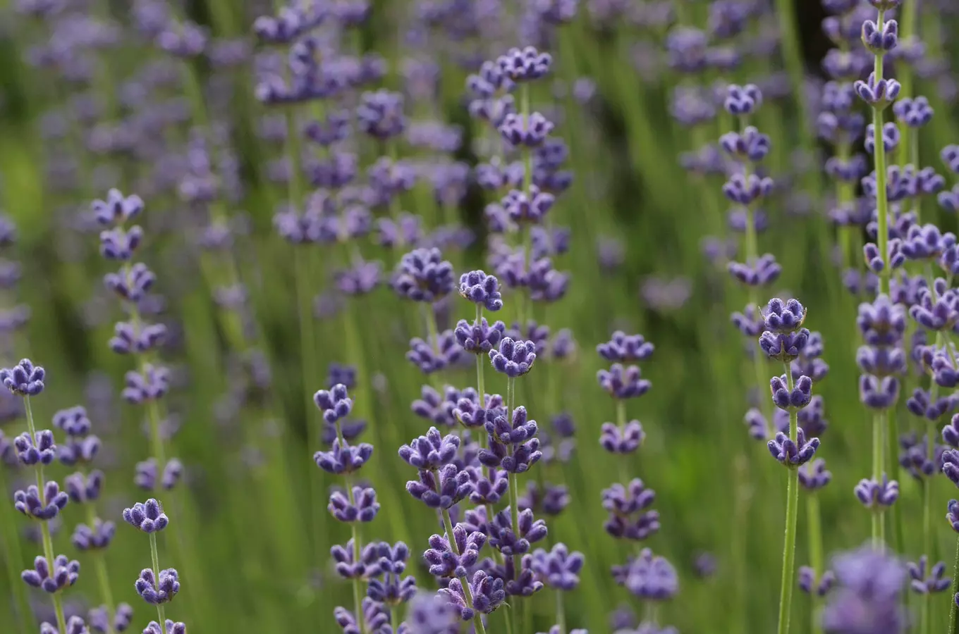 Levandulový den v Botanické zahradě Teplice