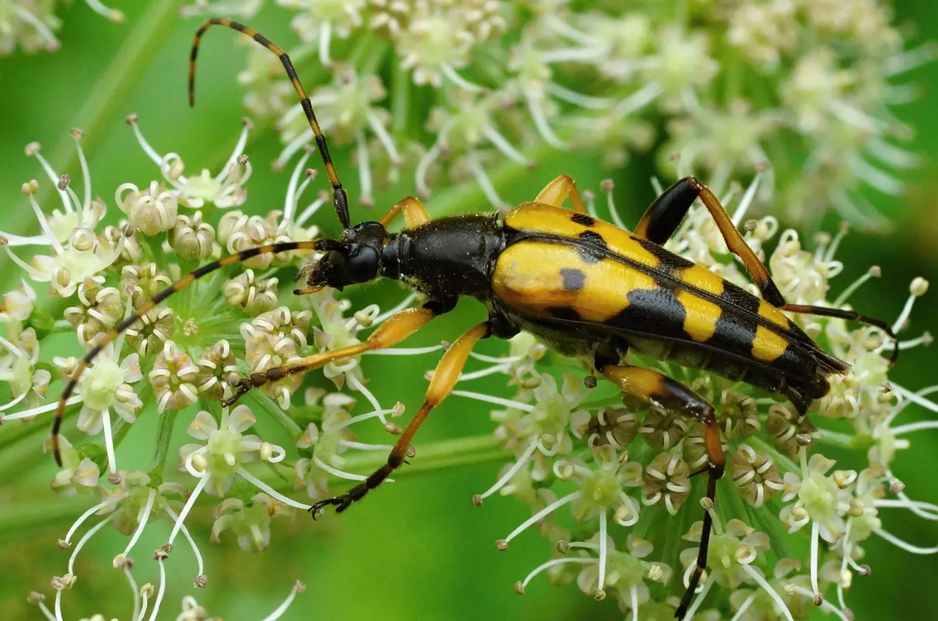 Entomologická exkurze 2026 – Baška