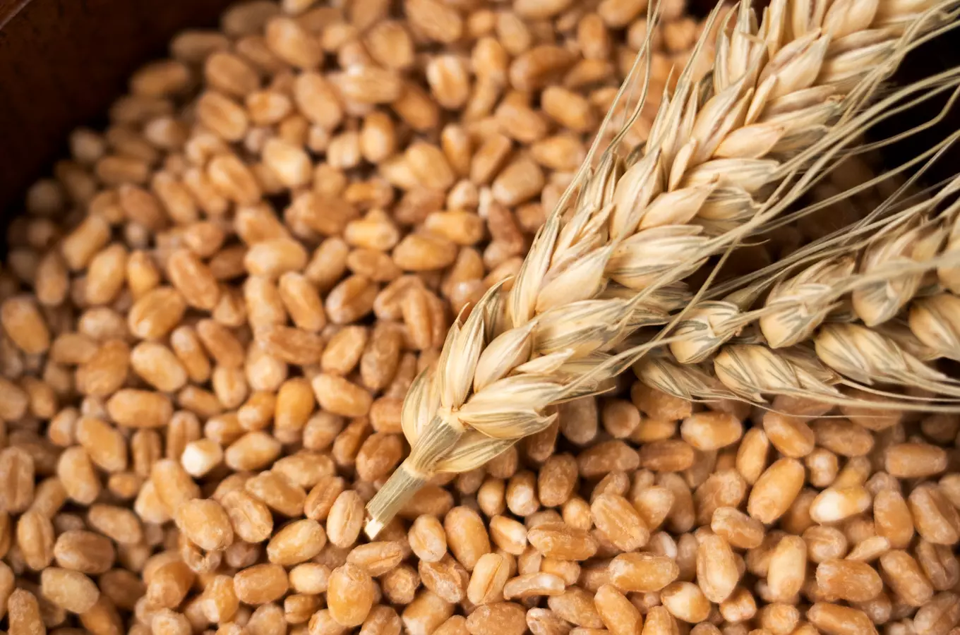 Dožínky Plzeňského kraje 2026