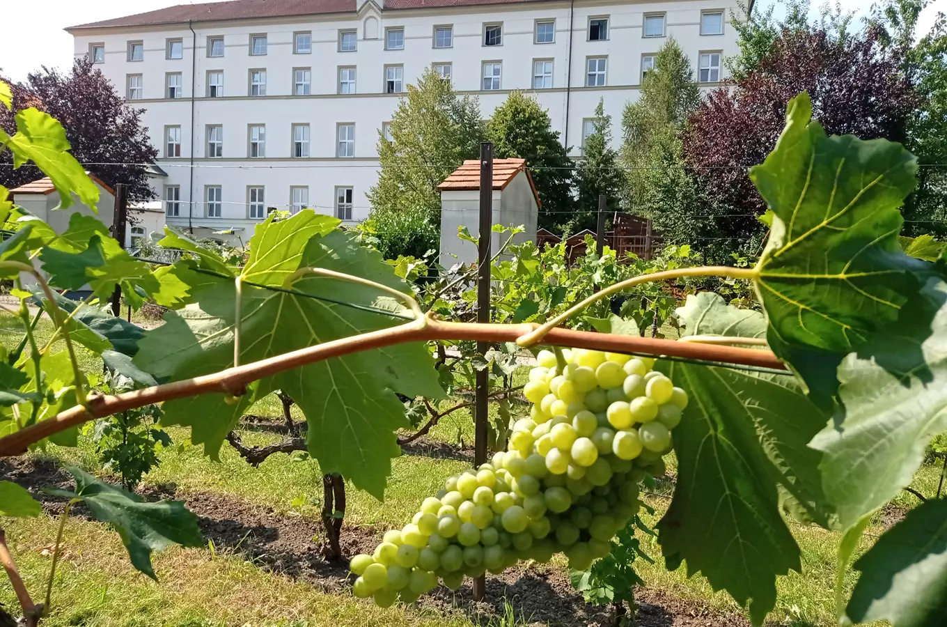 Vinobraní v Klášteře 2026