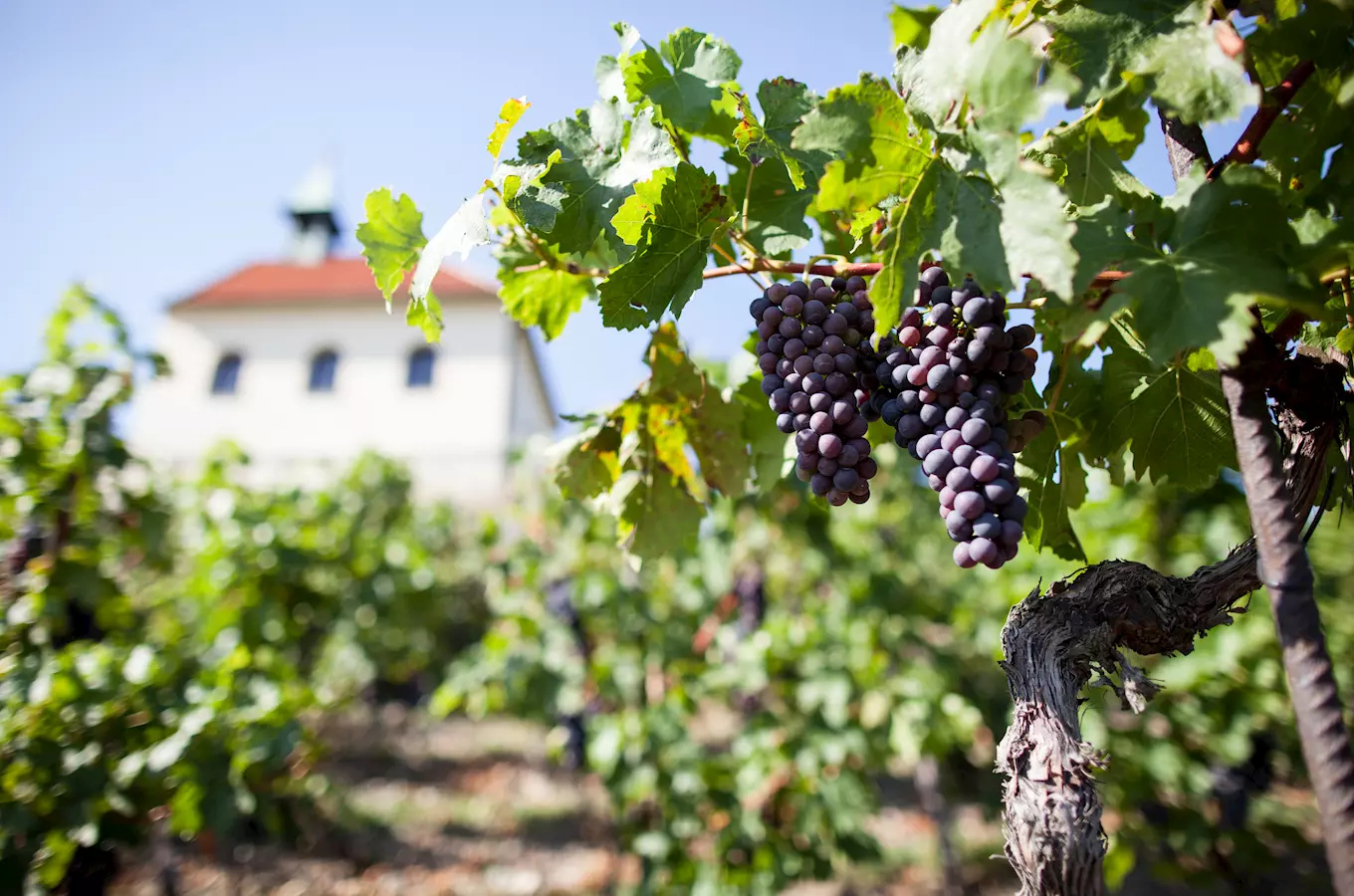 Vinobraní na Vinici sv. Kláry v Troji 2026