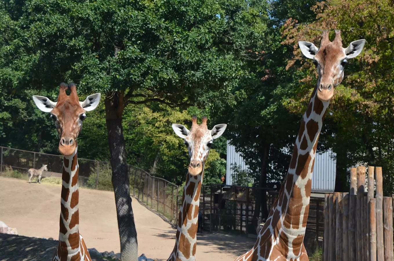 Den adoptivních rodičů v Zoo Brno 2026