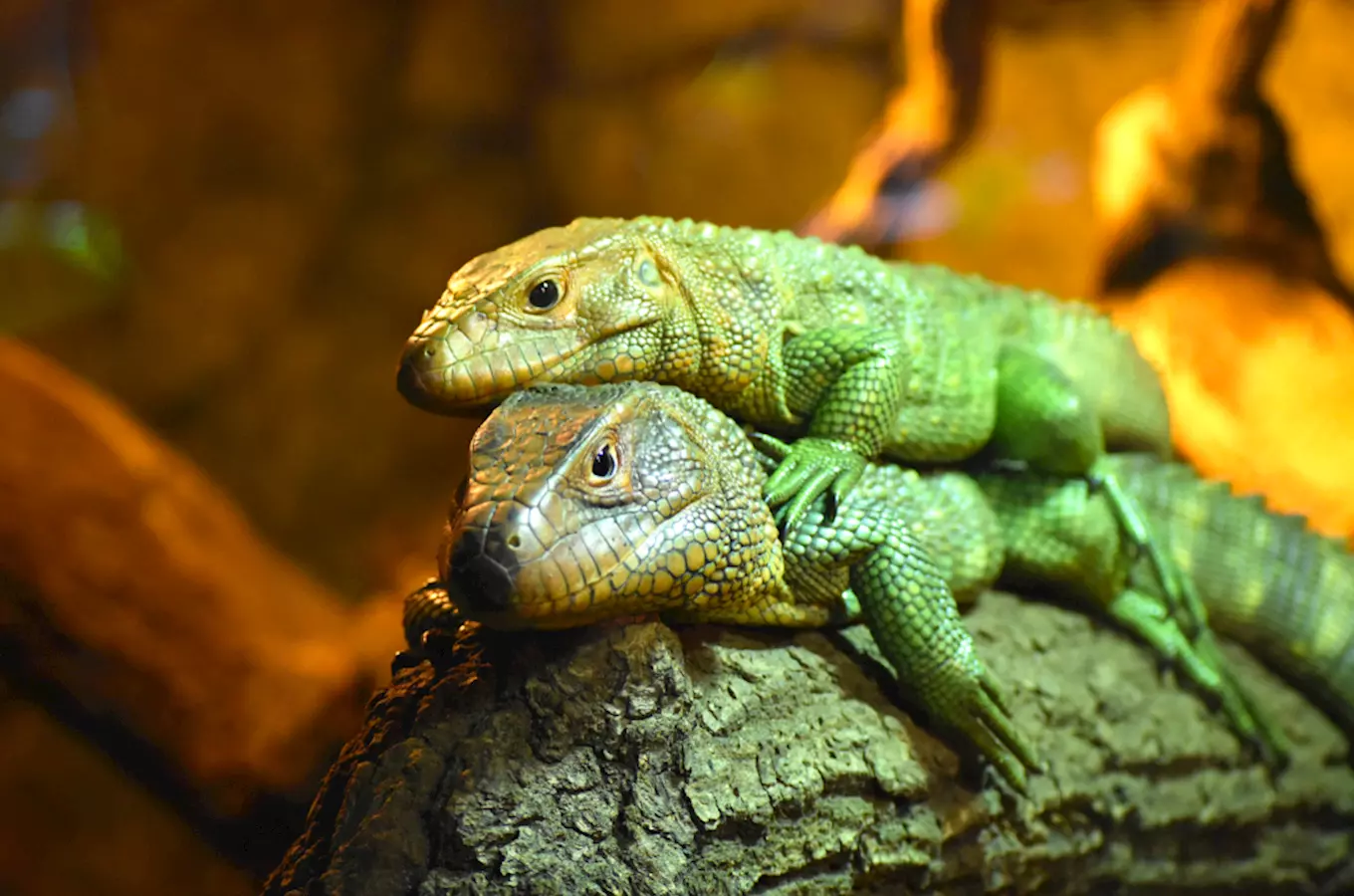 Světový den zvířat v Zoo Zlín 2026