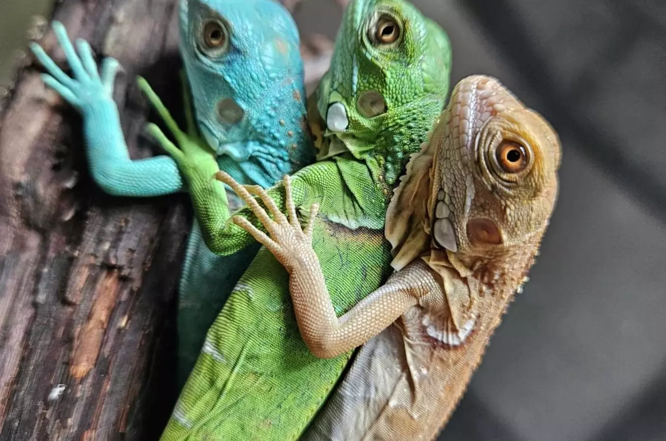 Fauna trhy v libereckém Babylonu 2026
