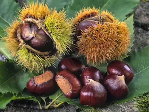 Kaštanobraní v Nasavrkách 2025