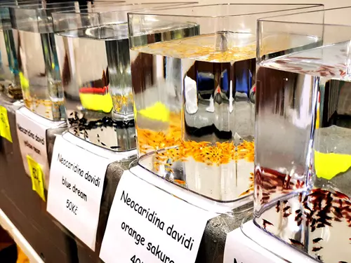 Burza rybiček – ryby, krevety, raci, čolci, akvária a cenné rady akvaristů