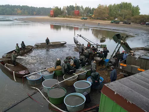 Výlov rybníka Amerika u Františkových Lázní 2025