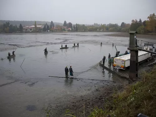 Výlov Jevanského rybníka v Jevanech u Prahy 2025