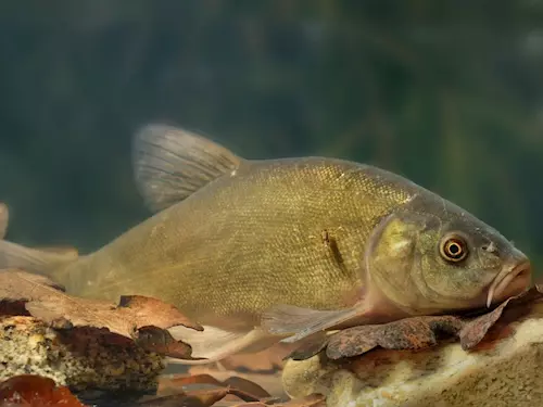 Výlov Štěpnického rybníka v Telči 2025