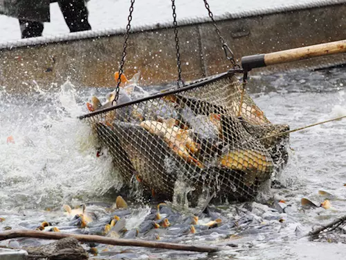 Podzimní výlovy rybníků na Třeboňsku