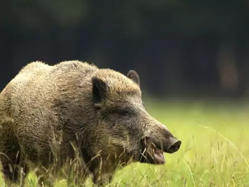 Mikulášské zvěřinové hody