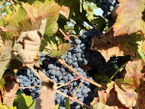 Mezinárodní den Frankovky