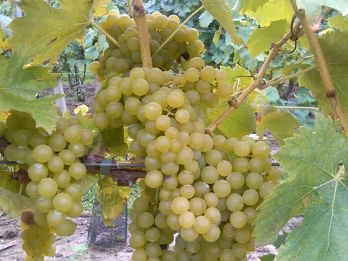 Na kole do Bojanovic aneb otevřené sklepy v Dolních Bojanovicích 2026