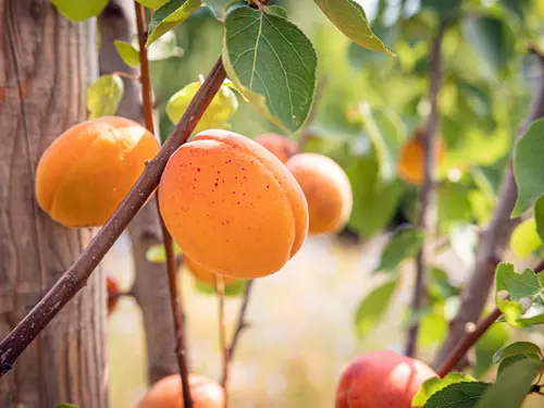 Meruňkobraní aneb festival meruněk v Židlochovicích 2026