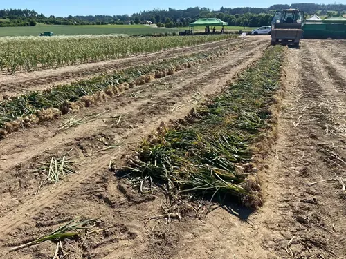 Samosběr česneku ve svazcích na Farmě Jura 2026