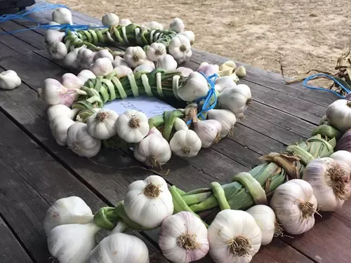 Samosběr česneku na Farmě Kala – Kuřimská Nová Ves