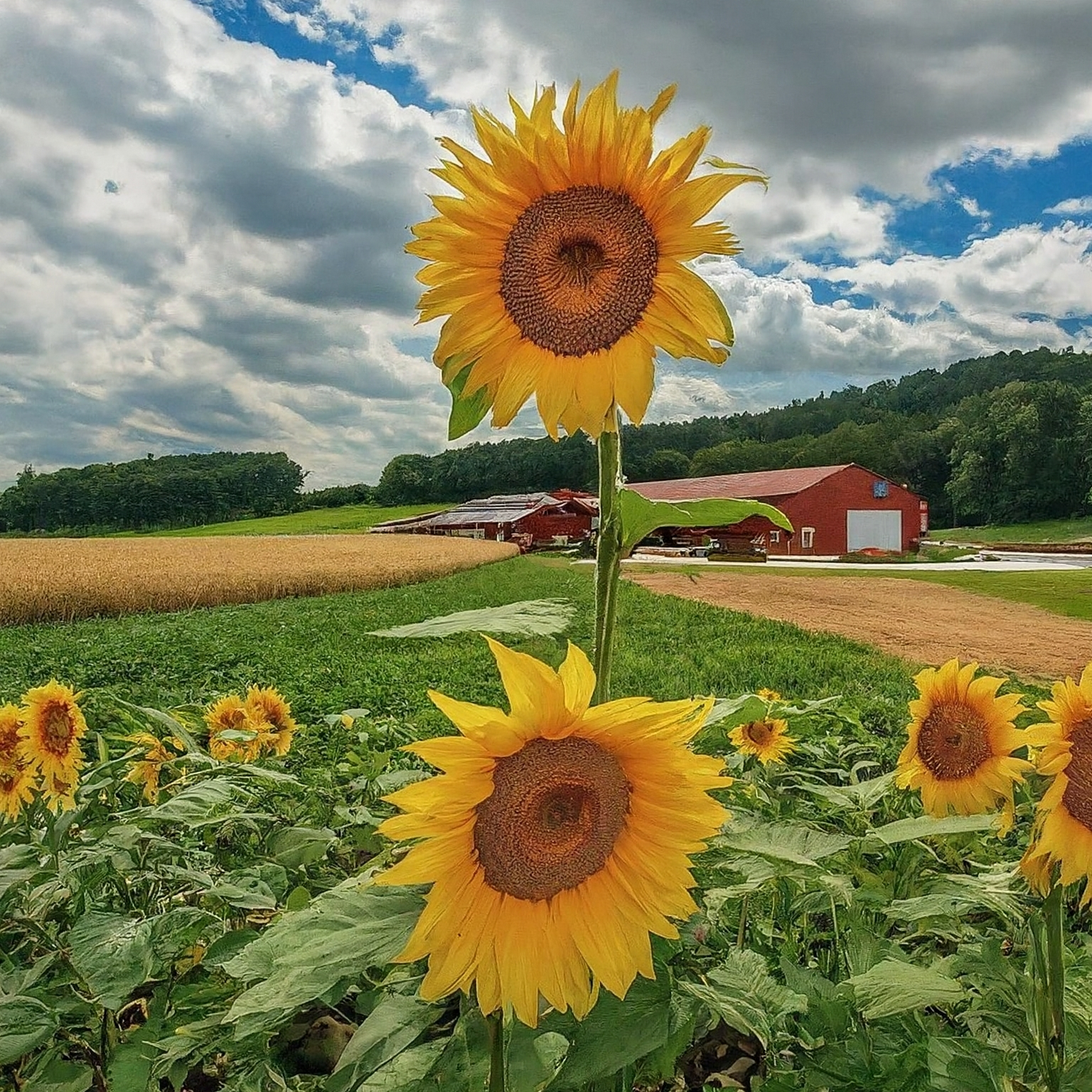 Komunitní zahrada Blahutovice