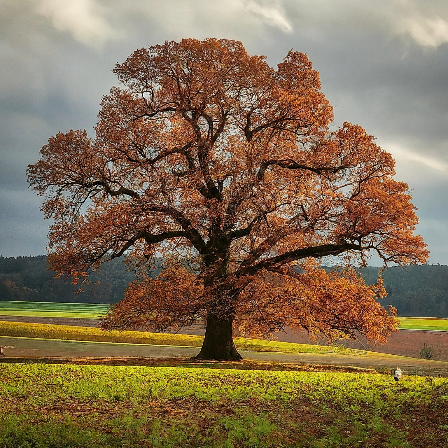 Řeznictví-uzenářství Jůza