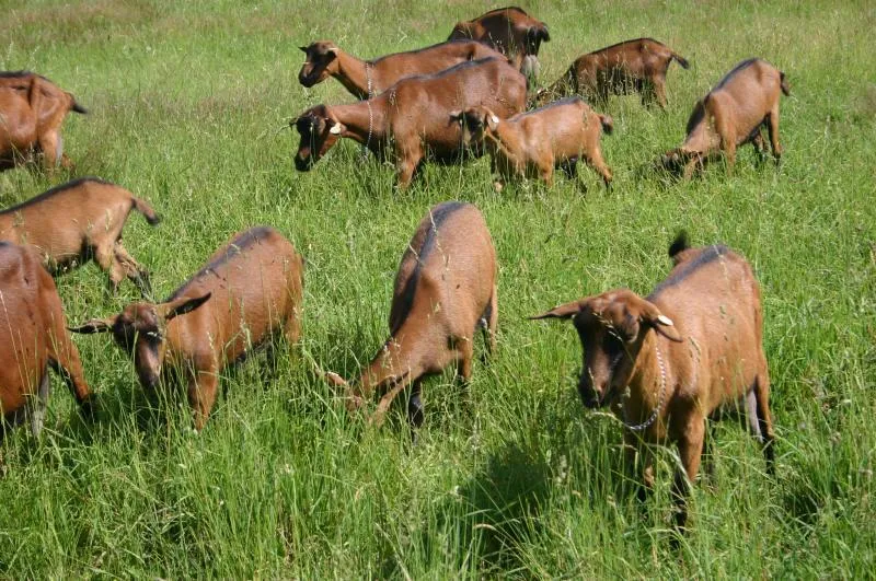 Kozí farma Nový Dvůr