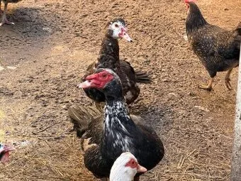 Činské kačeny, kačer