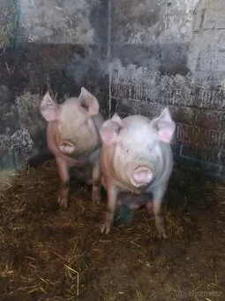 Prodám doma krmené prase