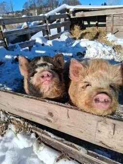 Kune kune
