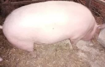 Vykrmené prase na porážku