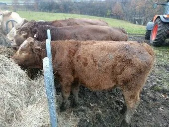 telata mastného sementálu