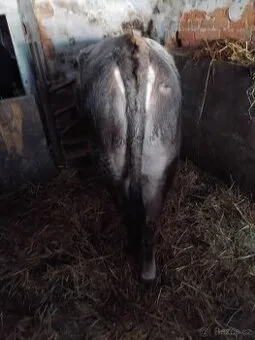 Býček