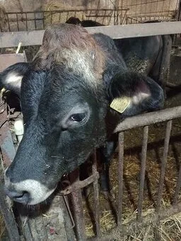 Prodám býka Jersey 1ks staří 18 měsíců váha cca 400 kg