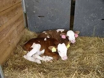 Koupím těle, býček i jalovicka..