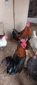 Prodám kohouty.