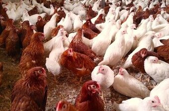 Vysocesnášková nosná plemena kuřic