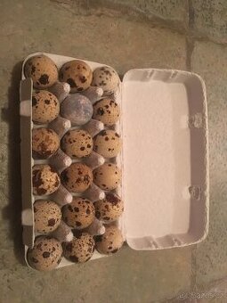 NV - křepelka japonská