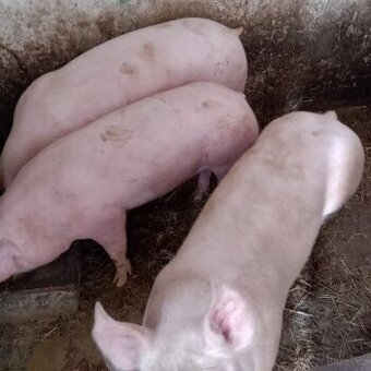 Prase na porážku,dokrmení