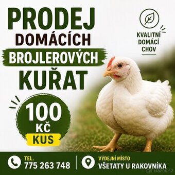 Kuřata