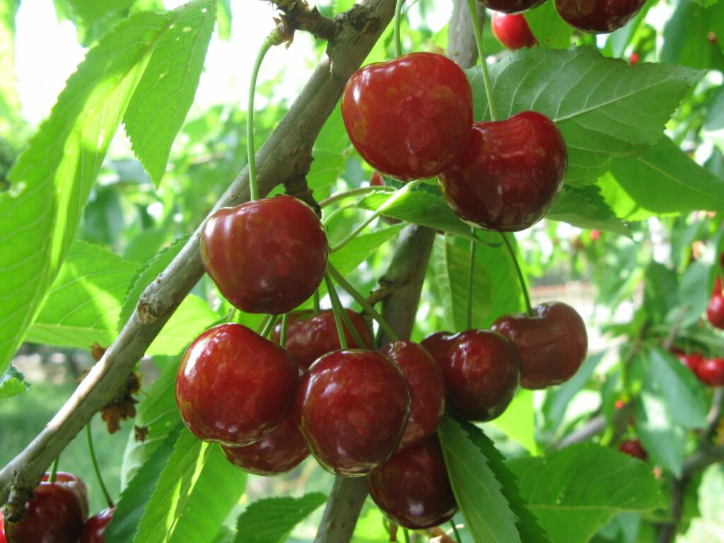 Třešně