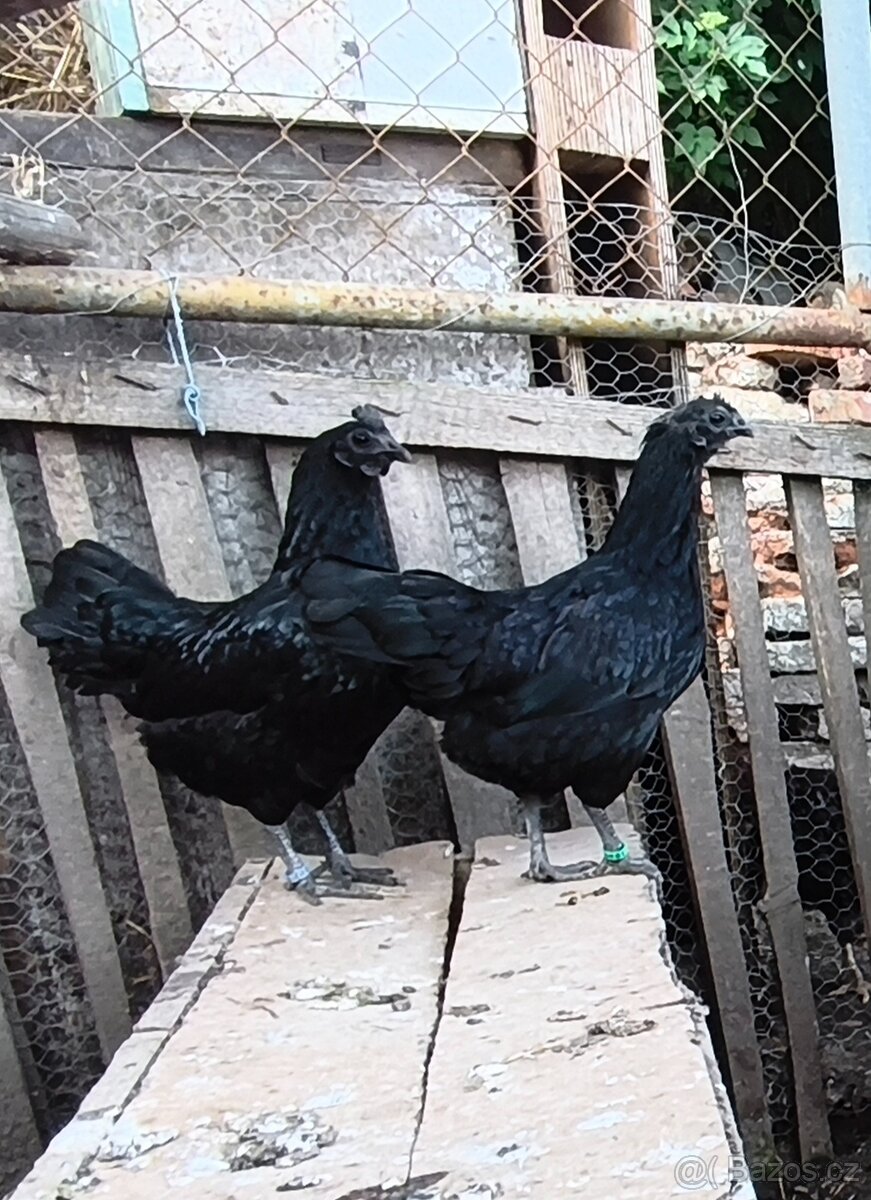 Ayam Cemani