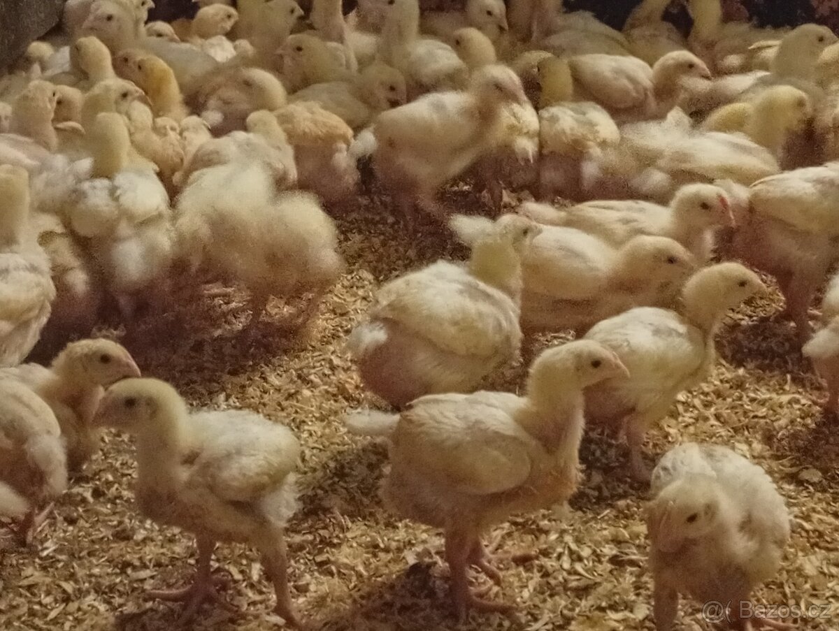 Brojler. Kuřata a kachny