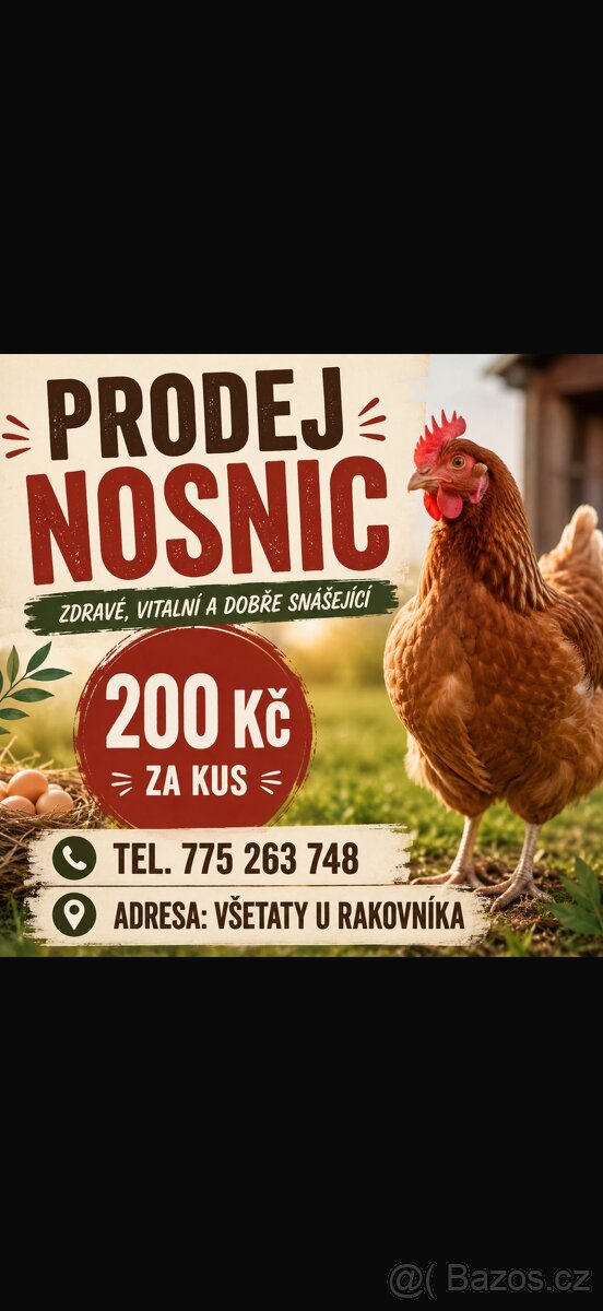 Prodám nosnice