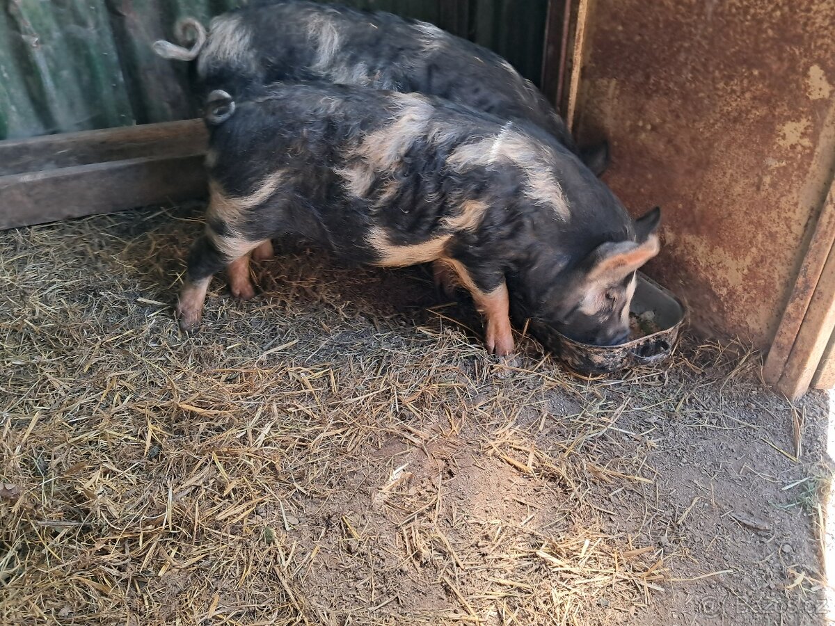 Prasátka Kune Kune