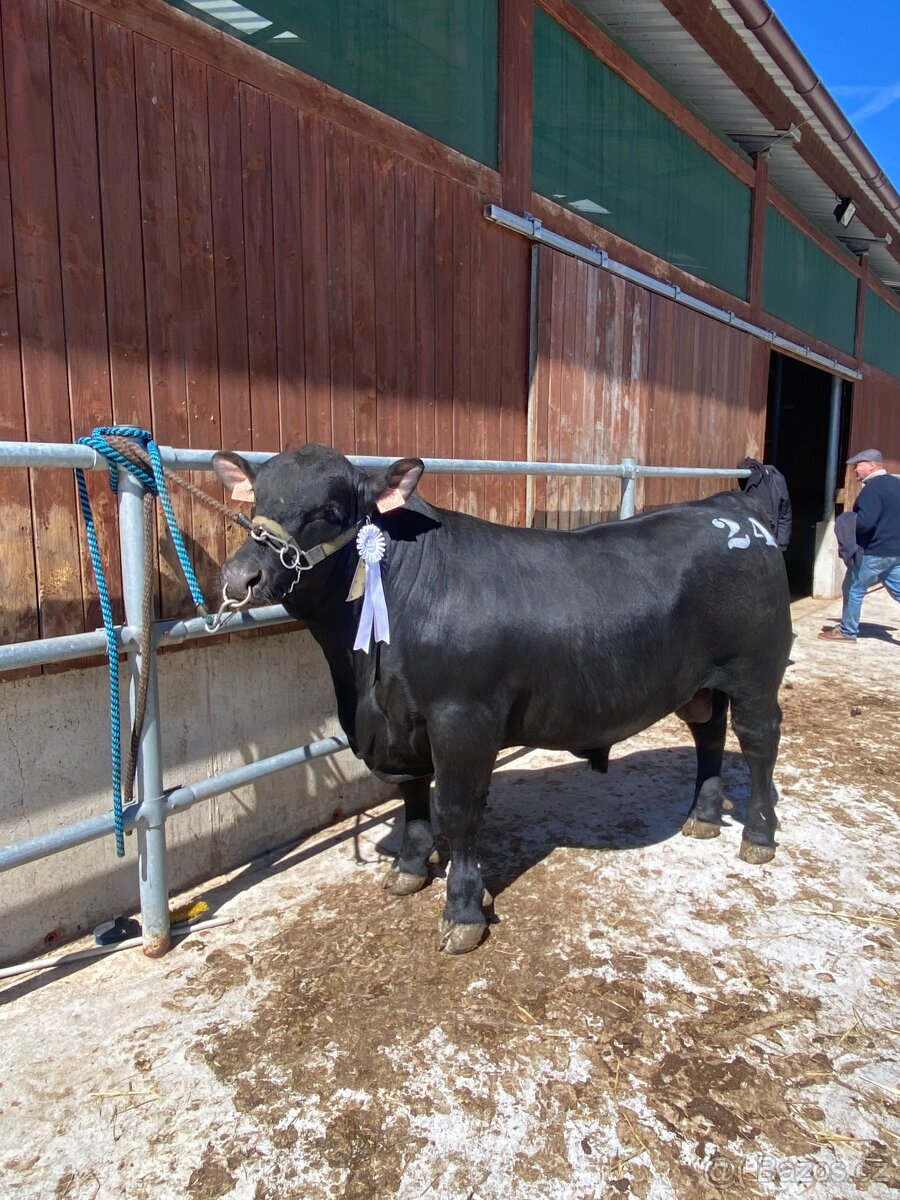 Plemenný býk Aberdeen Angus