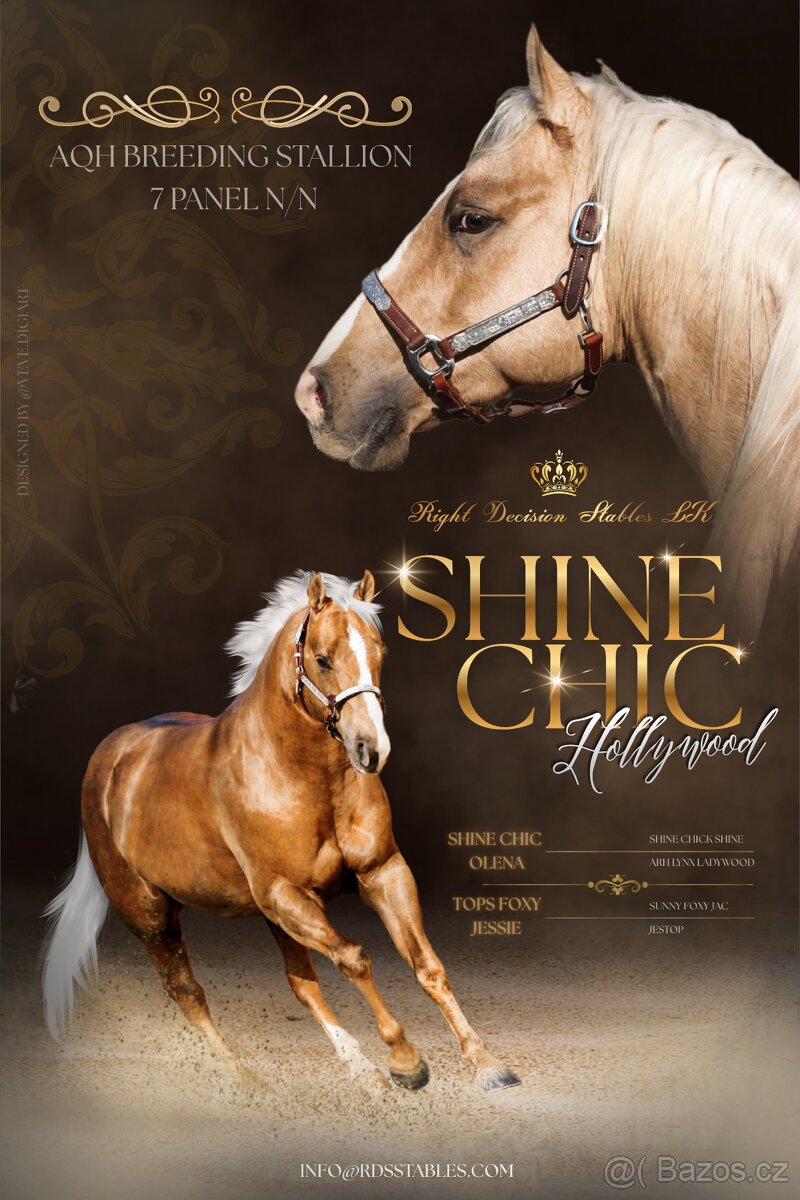Připouštění palomino hřebcem AQH - Shine Chic Hollywood