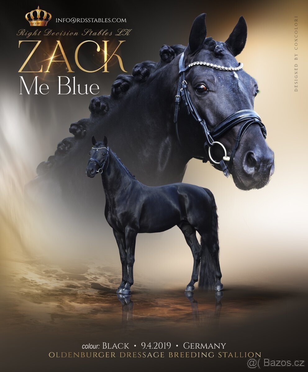 Drezurní plemenný hřebec homozygot černý oldb. Zack Me Blue