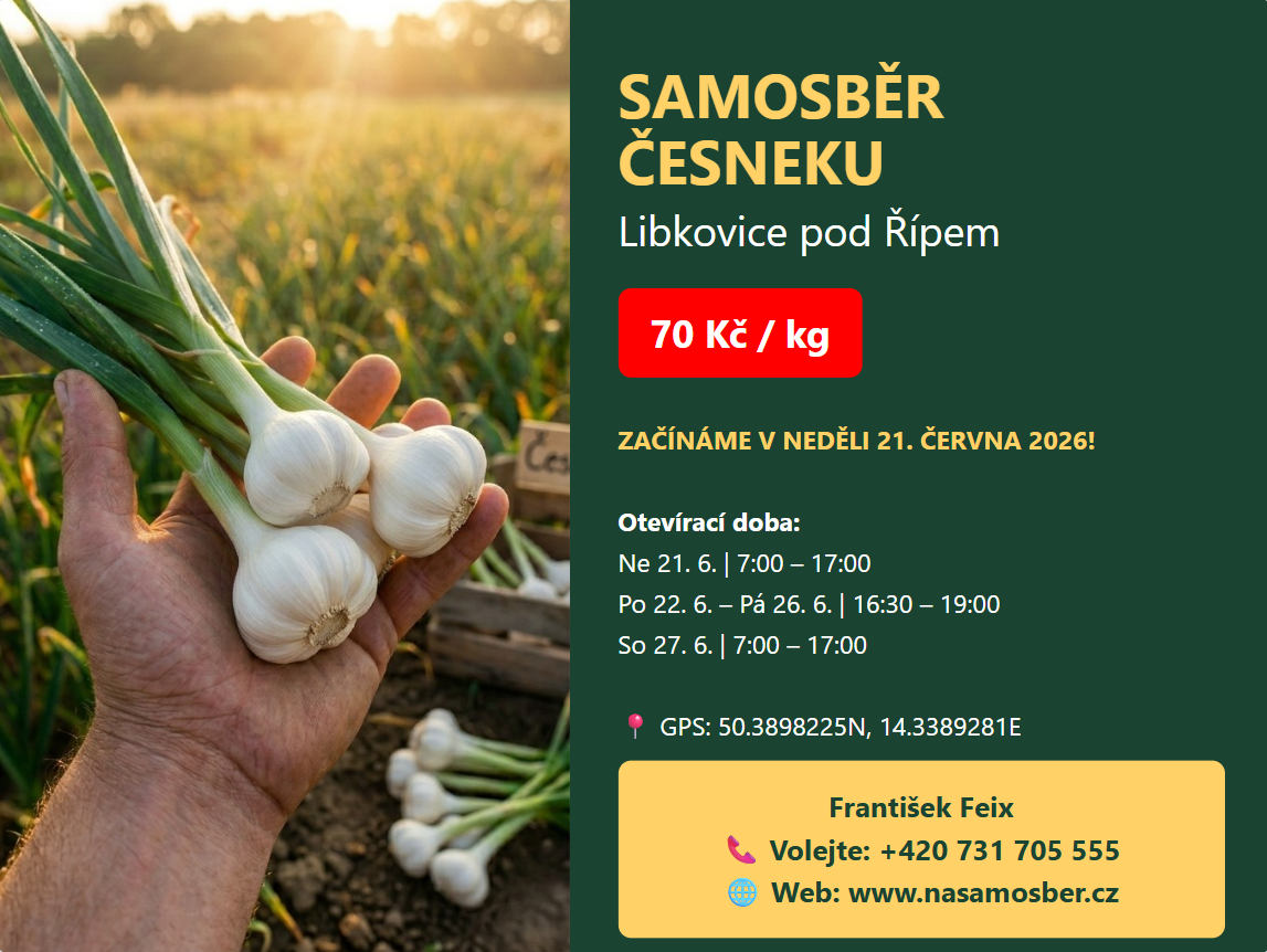 Samosběr česneku Libkovice pod Řípem