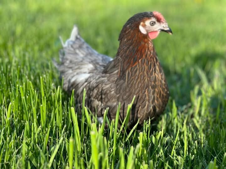 Slepičky za akční cenu v Děčíně a Benešově n. Ploučnicí