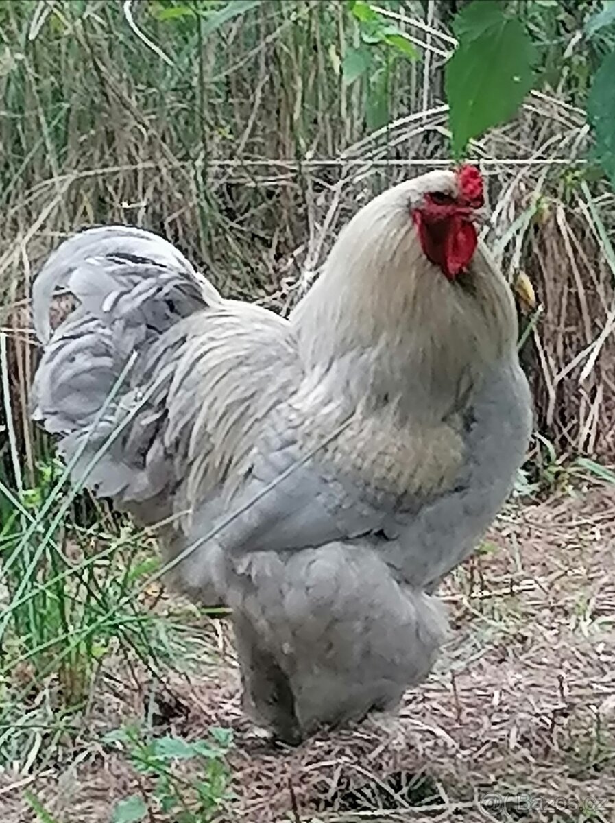 Brahmanka velká